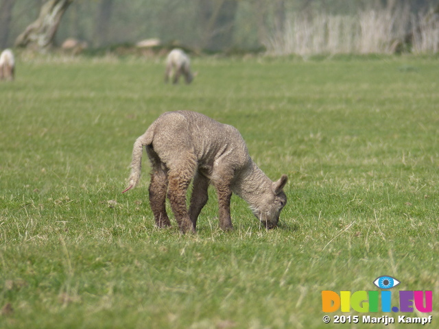 FZ012146 Lambs